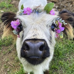 Porn photo happyheidi:~ Flowercows ♡ 🌷🐄 🍃