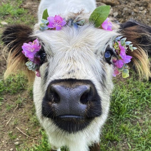 Porn Pics happyheidi:~ Flowercows ♡ 🌷🐄 🍃