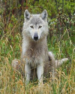 agameofwolves:  By Doug Dance