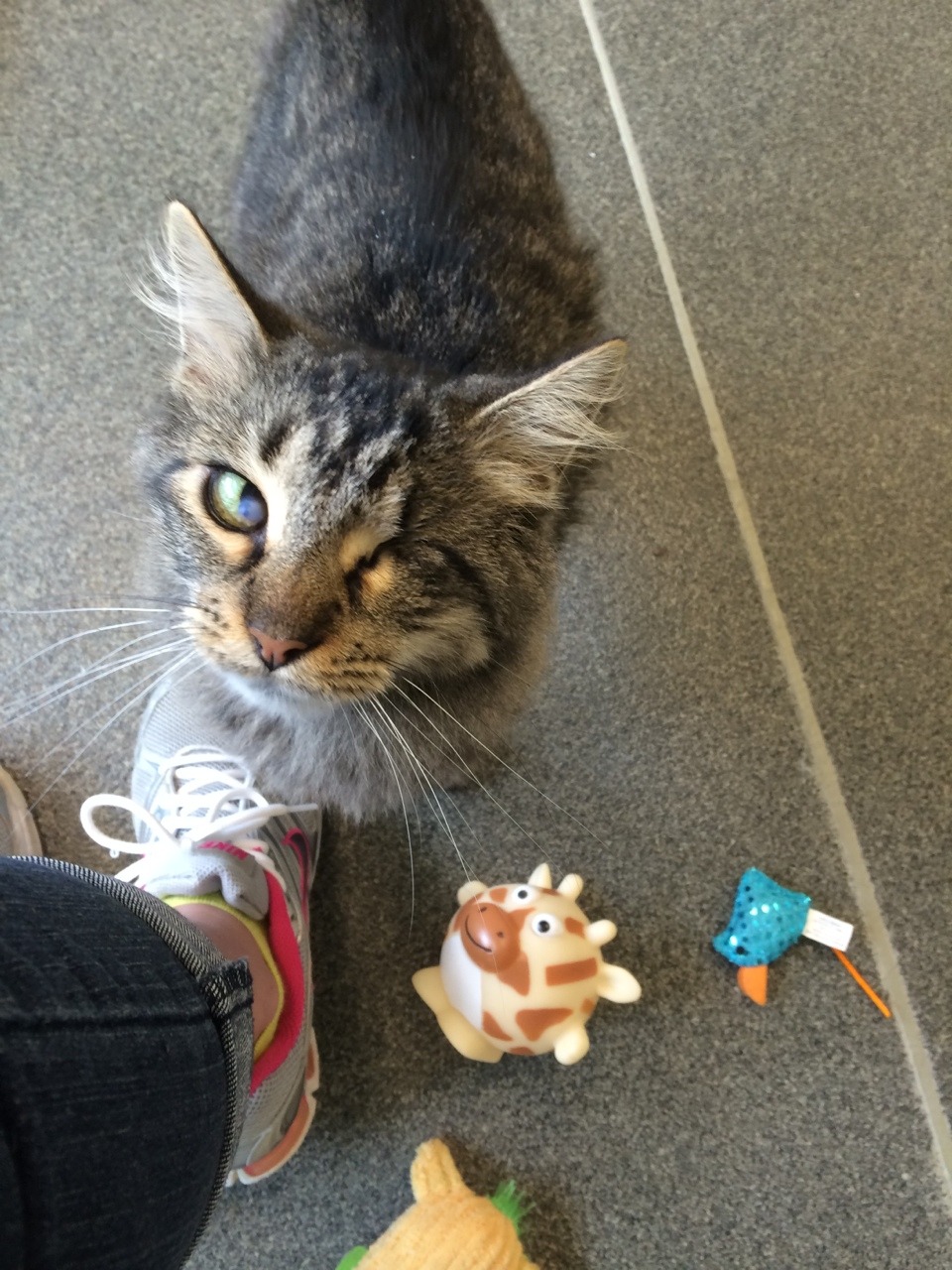 giant-manta-ray:  Reyna only has one eye, but i swear she’s the prettiest cat ever
