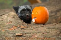 Wolfparkinterns:  Monty Sloan’s Facebook Highlights From Our 2015 Pumpkin Party!