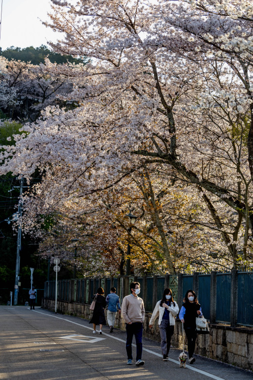 琵琶湖疏水の春