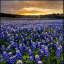 bluebonnetprompts