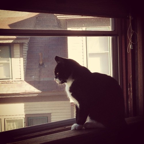 Everything the light touches is our kingdom. #catsinwindows #catstagram #igotbored