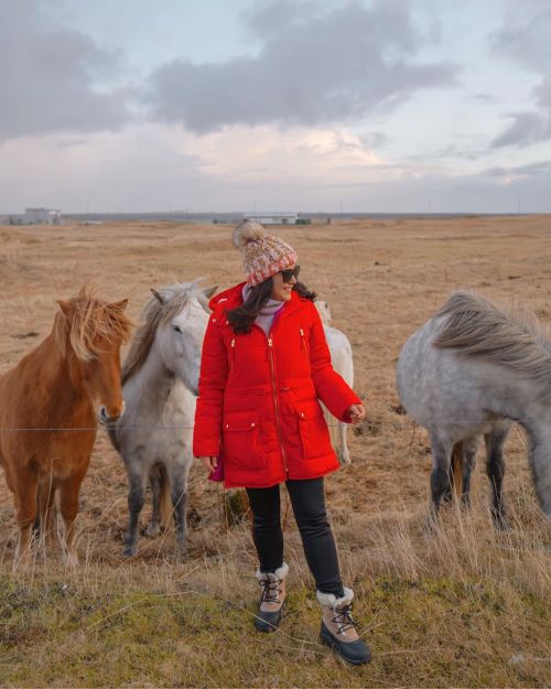 Squad goals in Iceland. The famous Icelandic horses are even cuter and friendlier in real life!PS - 