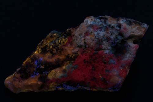 Mixed fluorescent minerals including afghanite, calcite, albite, scapolite, phlogopite, and others y