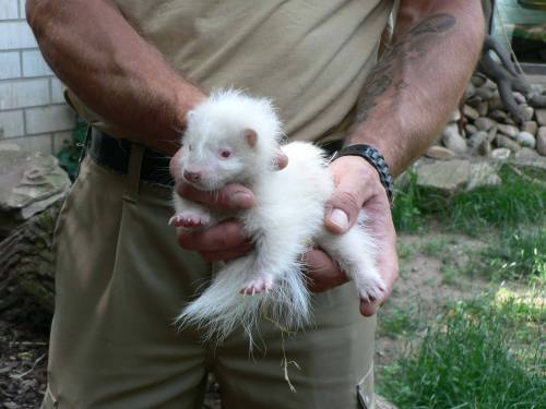 There&rsquo;s Something Very Unique About This Skunk Kit!The union of two young Skunks last November