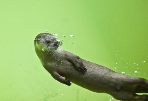 deadcatwithaflamethrower: demad69:  physicsofgridlock:  zooophagous:  North American River Otters  Ok tho real talk. I have been hoarding this post in my drafts since  December 12, 2015 and I finally did what I hoped I could and it turned out fabulous: