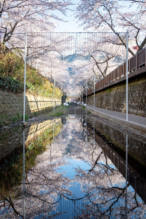 DSLR shots of the cherry blossoms of Jinhae during the annual Gunhangje Festival.