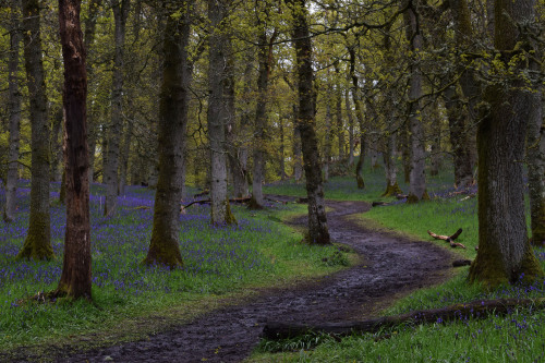 Kinclaven Bluebell Wood, Perthshire, ScotlandIt was quite a delight to walk through these woods and 