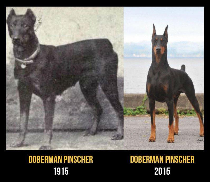 finofilipino:  El precio que tiene que pagar los perros de raza. 10 perros de raza