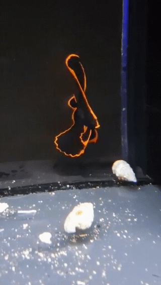 sixpenceee:  A gorgeous juvenile batfish!
