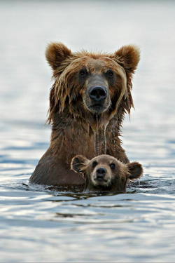 tulipnight:  Grizzly in deep water by Marco Mattiussi 