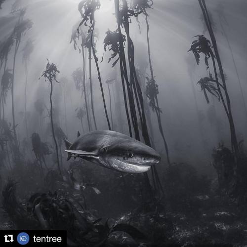 #Repost @tentree With @repostapp ・・・ We Must Not Forget There Are Also Forests In The Sea. This
