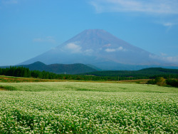 hiro0513:富士山とソバ畑