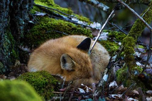 A ball of foxPhoto byGergely Lukáč