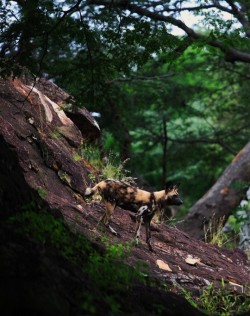 funkysafari:  Lone African Wild Dog by Wildcaster