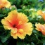 the-fable-florist