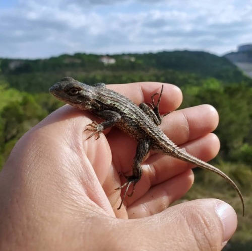 Not a fossil (yet), but I can never resist picking up reptiles when I&rsquo;m out hiking. These 