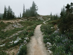 cedarpinewoodtrees: expressions-of-nature:  Mt. Rainier, WA by Joe Dodd   Crack open a beer: Rainier. Fog. 