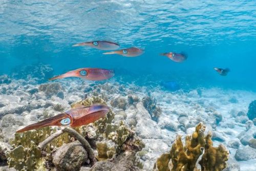 montereybayaquarium: Caribbean reef squid, Sepioteuthis sepioidea Bonaire, Caribbean Jon Anderson Py