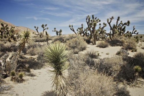 Sex my mojave pictures