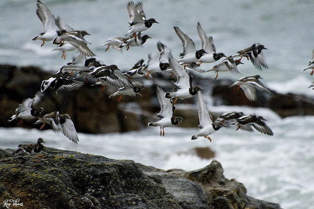 valscrapbook:  Arenarias despegando by Noa Táboas on Flickr.
