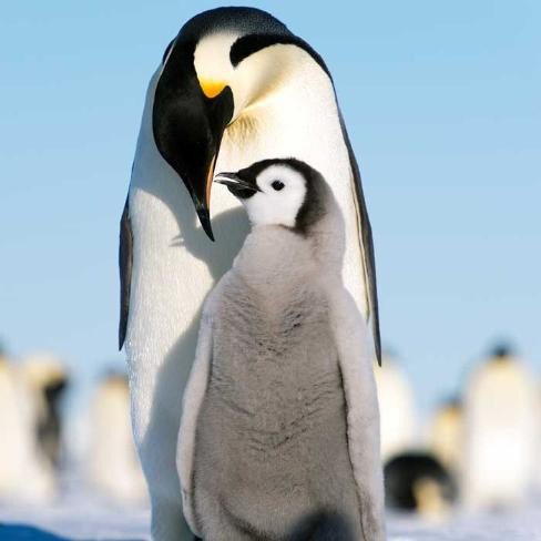 Penguin Parents by Christopher Michel Via Flickr: Penguin parents are incredibly attentive to their 