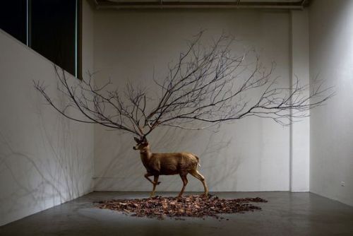 artthatremindsmeofhannibalnbc:Myeongbeom Kim, Untitled, 2018Deer taxidermy, branches, leaves