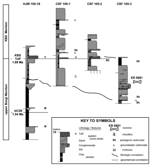 theolduvaigorge:Associated ilium and femur from Koobi Fora, Kenya, and postcranial diversity in earl