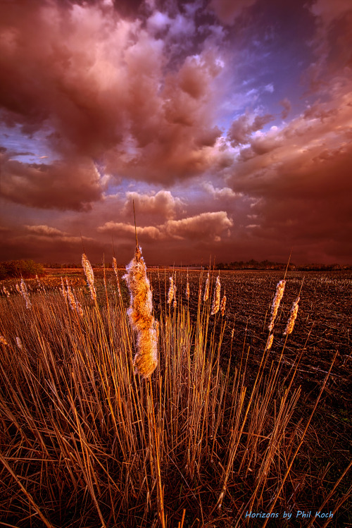 “Cat Tales”Wisconsin Horizons by Phil KochTurning natural landscapes into portraits of n