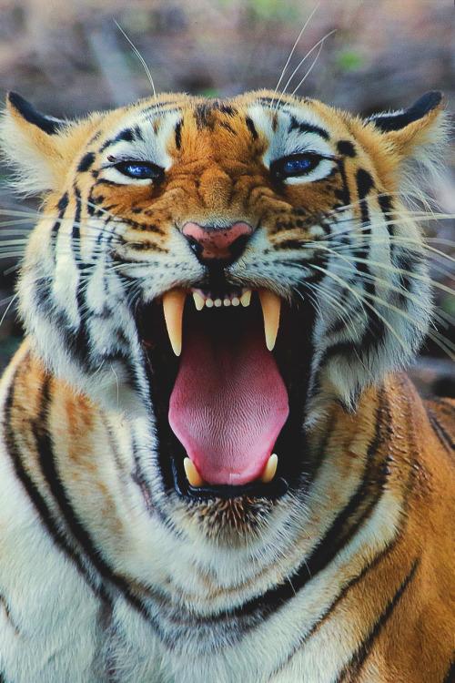 captvinvanity:  Roar of yawn | Photographer adult photos