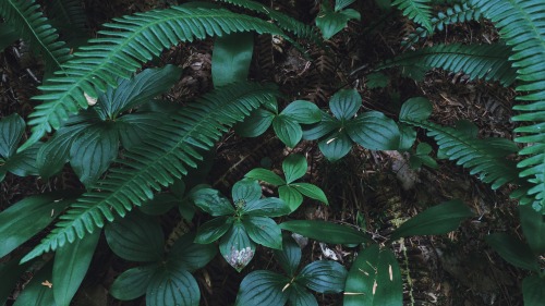 finchdown:   Sunday in 16 : 9 fig. 1) Oplopanax horridus; Tiarella trifoliata; Polygonatum biflorumfig. 2) Cornus canadensis; Blechnum spicantfig. 3) Prunus laurocerasus; Hedera helix; Carpodacus tilia support these photographic endeavorsfinchlinden.com