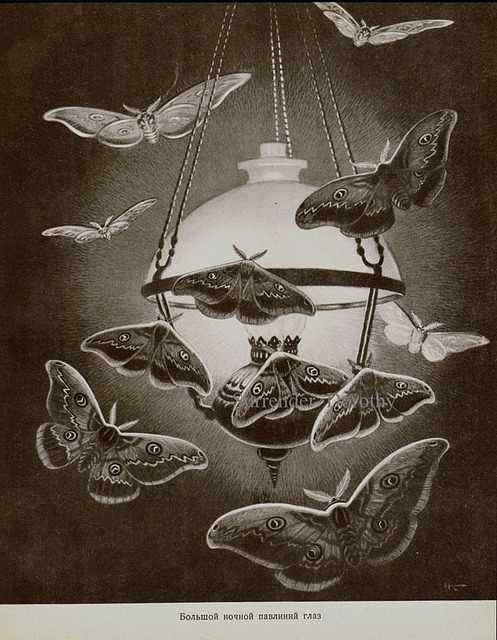 chasingthegreenfaerie:  Moths To A Flame by SurrendrDorothy on Flickr.