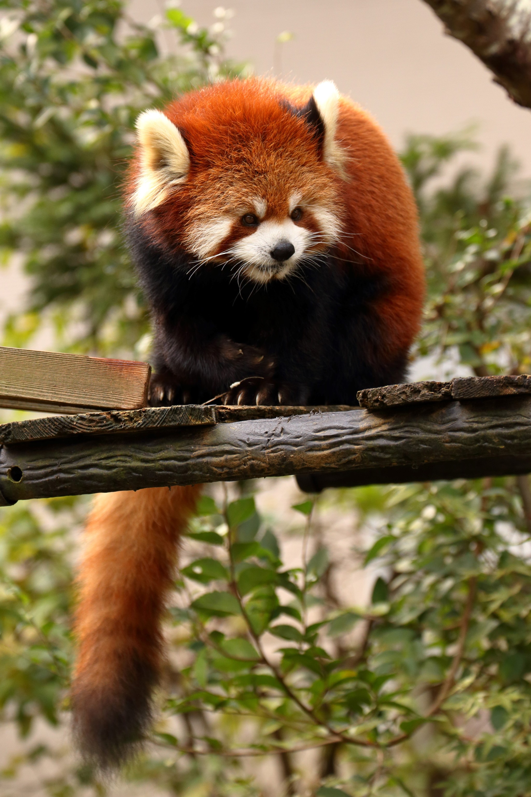 レッサーパンダ Explore Tumblr Posts And Blogs Tumgir レッサーパンダ Explore Tumblr Posts And Blogs Tumgir