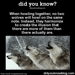 did-you-kno:  When howling together, no two wolves will howl on the same note. Instead, they harmonize to create the illusion that there are more of them than there actually are.  Source 