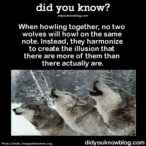 did-you-kno:  When howling together, no two wolves will howl on the same note. Instead, they harmonize to create the illusion that there are more of them than there actually are.  Source