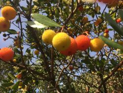 Fruits de saisons, promesse tenue des fleurs de l’année passée… #arbousier #arbutusunedo #jenenmangequun #sitedupontdugard #mémoiresdegarrigue #fruit #botanique #autumn #automne #fruitdautomne (à Pont du Gard)https://www.instagram.com/p/CkTtegjsuN-/?igshid=NGJjMDIxMWI=