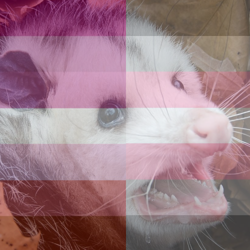 From left to right starting at the top row: Aro/Ace, Bigender, Bigender/Polyamourous/Bi, Demisexual/