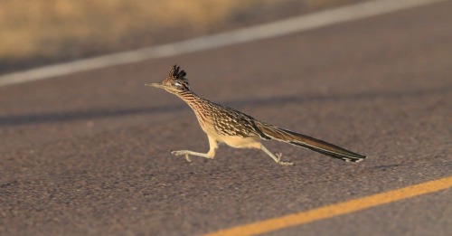 Roadrunner Appreciation Post