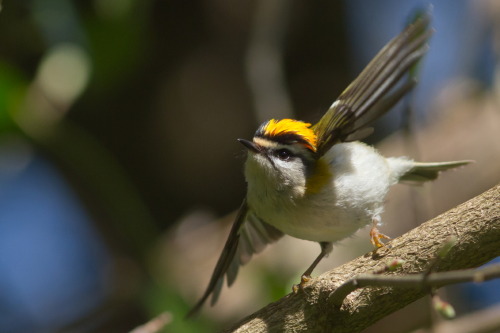 Common Firecrest (Regulus ignicapilla) >>by m-idre31