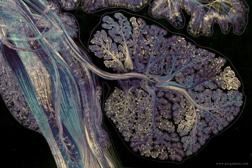 culturenlifestyle:  An Elaborate Cross-Section of the Human Brain Photographed With Over One Thousan