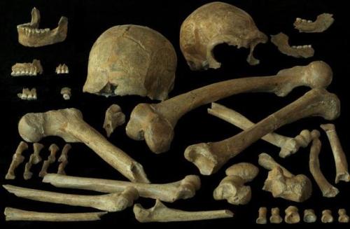 Bones from two Neanderthals found in Grotte de Spy (Namur, Belgium)  They may be 36 – 40,000 years o