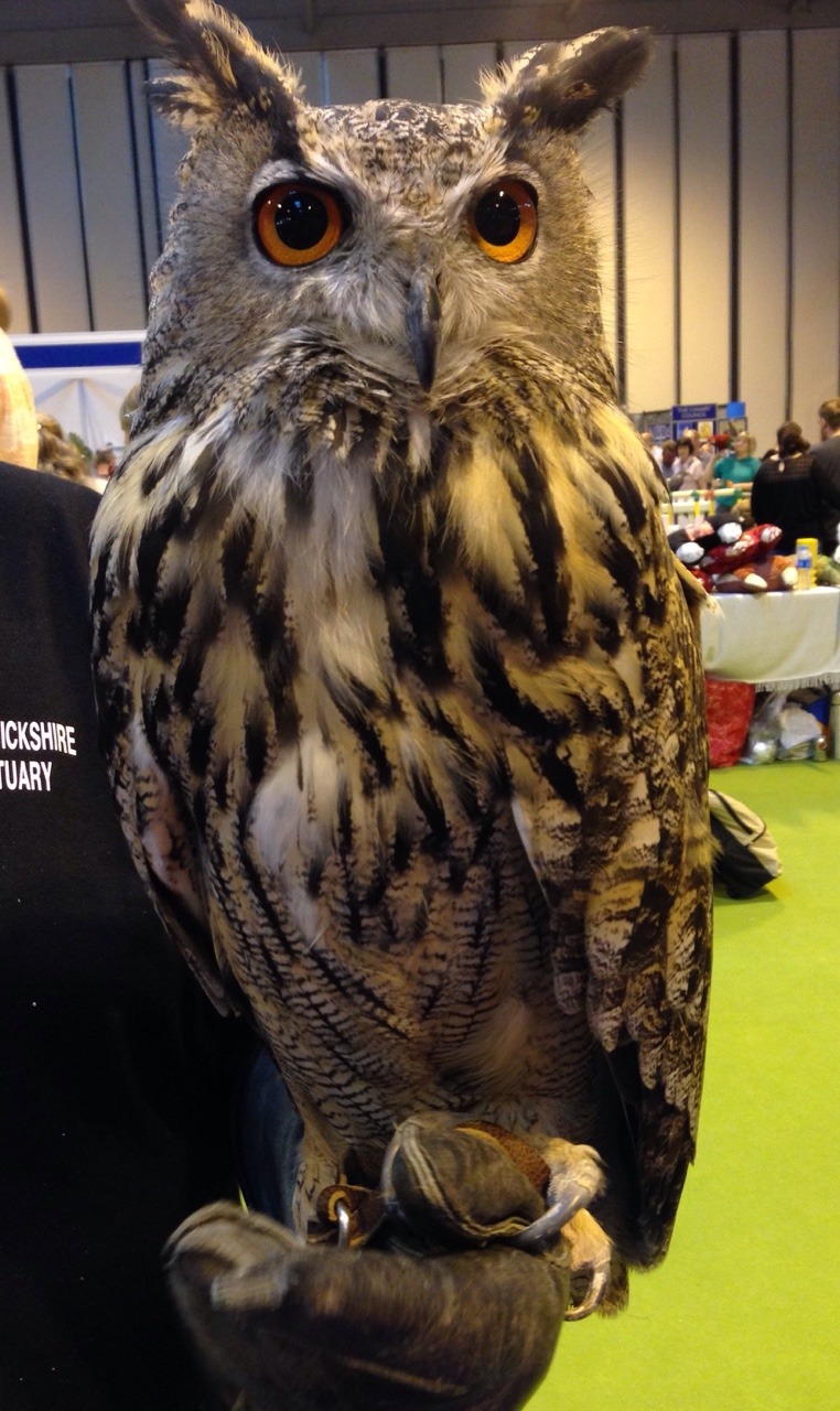 bekkkxo:  This owl was so pretty 😊 I want it 