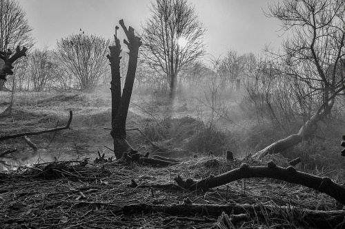 Sex dfslioch:  Not a Louisiana swamp. Frosty, pictures