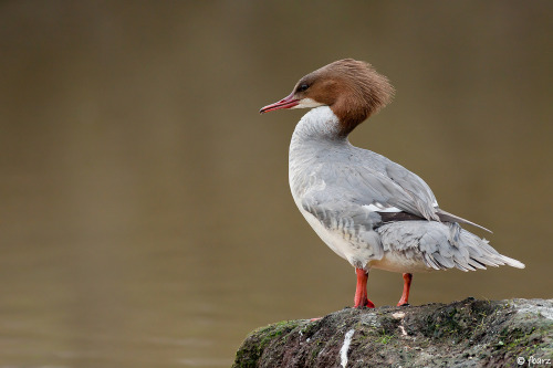 Common Merganser (Mergus merganser) &gt;&gt;by Fred