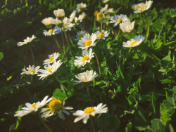 pedromgabriel:   - Daisies from the beach - By Pedro Gabriel 