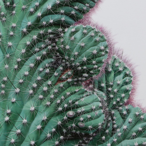 asylum-art-2:  Touchbby Kwangho LeeTouch is a series of hyperreal paintings by Korean artist Kwangho Lee.  the odd thing about cacti is that you actually DO want to touch them,  in all their weird, rubbery, spiky, fluffy glory. you know you  shouldn’t,