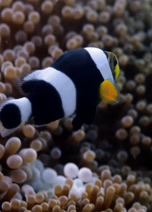 Full video: Incredible Teamwork From Little Clownfish | Blue Planet II