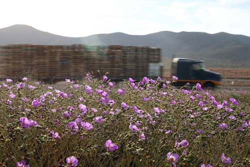 landscape-photo-graphy: One of the Driest Deserts on Earth Blooms with Life and Color The Ataca